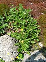 Geum urbanum var. Strictum (fam Rosacees) (Nouvelle-Zelande) (1) (Photo F. Mrugala)